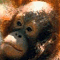 userIcon